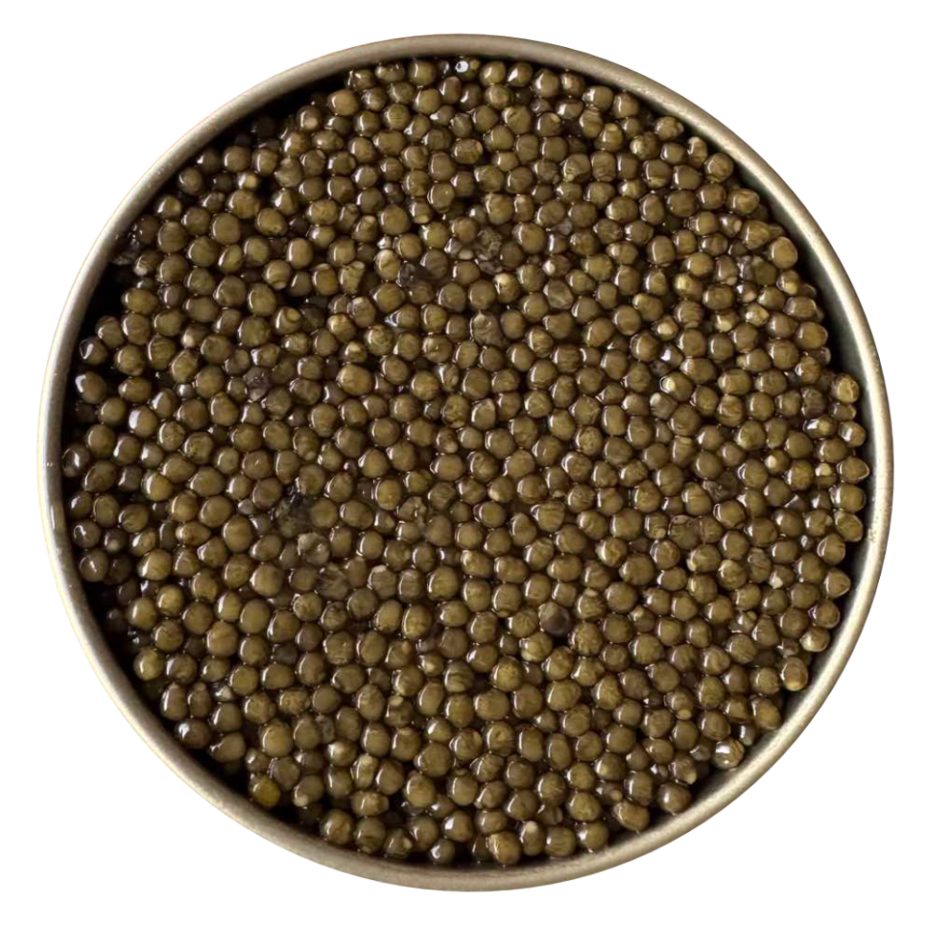 Baerii Gold Æmillius Caviar